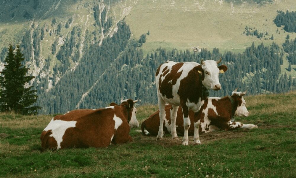 Des vaches dans le massif du Jura
