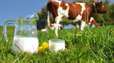 fromage lait de vache