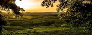 paysage jura savagnin