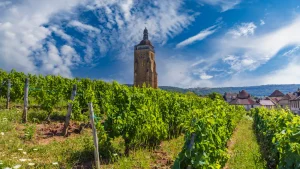 vignes cépage savagnin